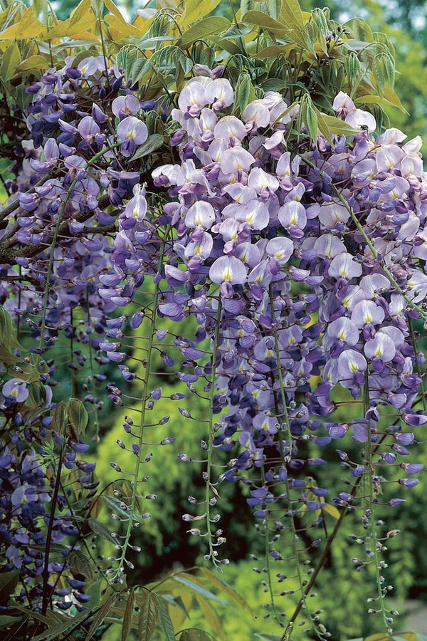 Wisteria floribunda 'Multijuga' ('Macrobotrys & Longissima